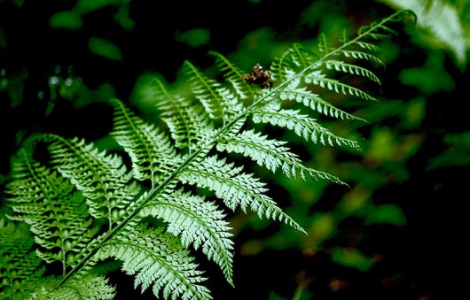 sized-Fern_on_hiking_trail_of_Enkaizan_hills